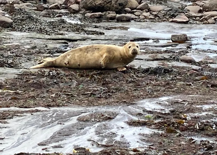 Endways Hébergement de vacances Robin Hood's Bay
